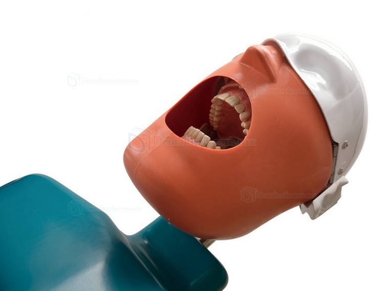 Jingle JG-C4 Fantoma Dental Maniquí Completo Compatible con Nissin Kilgore / Frasaco